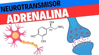 Fisiología de la Adrenalina y la Noradrenalina Neurociencias 11 [upl. by Brocky]