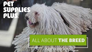 All About The Breed  Komondors [upl. by Ruffin]