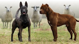 These Are 10 Best Farm Dog Breeds [upl. by Oflunra]