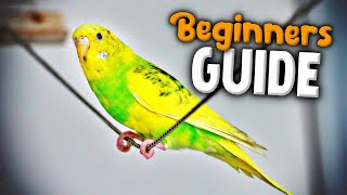 How to take Care of a Parakeet  Beginners Guide to Pet Birds [upl. by Namor]