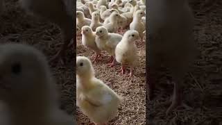 POULTRY FARMING🐣 FULL INFORMATION KA LIYA LIKE SHARE SUBSCRIBE KRA chicken farming poultry [upl. by Cardinal]