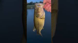 Sorry for the cicada noise 316fishingJaden bassfishing fishing bass fish bassfish [upl. by Colwen866]