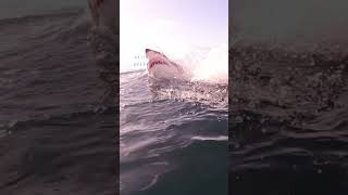 Great White Shark Comes In The Clear Water before Big Breach [upl. by Atiner]