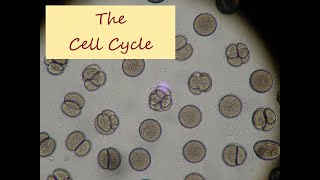 The Cell Cycle  Concepts of Biology Chapter 62 English Reading Only [upl. by Nodnahs]