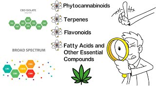 FCE™ vs FSE vs Isolate vs Distillate Animation [upl. by Dola481]