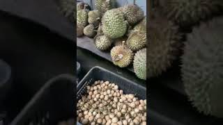 LANZONES AND DURIAN shortvideo [upl. by Attenrad480]