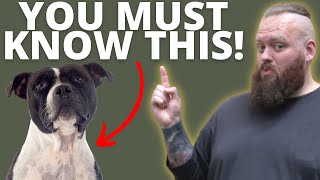 3 THINGS TO KNOW BEFORE GETTING A STAFFORDSHIRE BULL TERRIER [upl. by Landers]