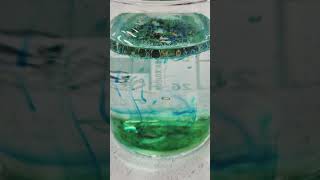 Simple Food Dye Oil amp Water Experiment [upl. by Xever]