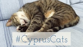 CyprusCats  Katzen in Zypern [upl. by Goodspeed17]