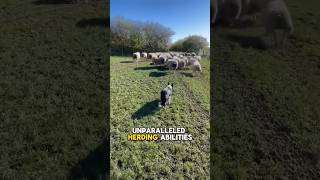 Border collie  the most intelligent dog breed in the world [upl. by Nalon81]