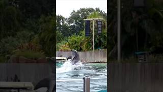 This dolphin moves in reverse 😮 seaworld seaworldorlando [upl. by Sherard516]