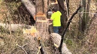 TIMBER Trees are Falling at Buffalo Creek Excavation Continues 🙌😉🏡✅🦬 [upl. by Ijar293]