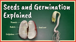 Seeds and Germination Explained [upl. by Ambrosia]