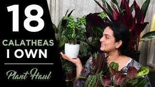 18 varieties of Calatheas I own  Plant Haul  Indoor gardening Calatheas Goeppertias [upl. by Naihs]