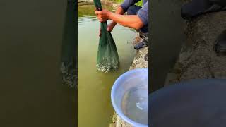 Subscribe for me fishing trending fish100 nature trendingshorts [upl. by Watters]