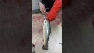 rainbow trout fillet fish [upl. by Kolnick220]