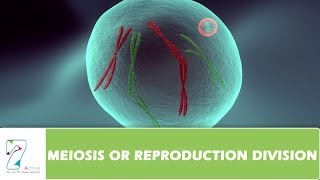 MEIOSIS OR REPRODUCTION DIVISION  PART 02 [upl. by Theresina449]