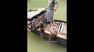 Sensasi Berbeda Nelayan Berburu Ikan dengan Otter shortvideo berburu nelayan [upl. by Meeharb]