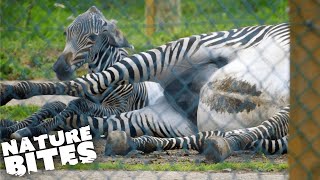 Zebra Gives Birth in Difficult Ordeal  The Secret Life of the Zoo  Nature Bites [upl. by Wallraff]