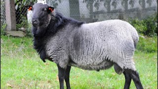 Romanov  Sheep Breed [upl. by Ymeon]