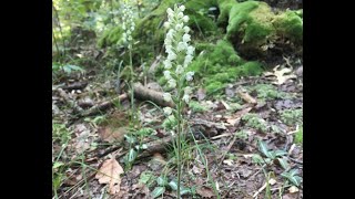 Mondays with Martha 63  Downy Rattlesnake Plantain [upl. by Kcirdderf]