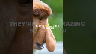 Proboscis Monkey Why They Have A Big Nose [upl. by Nnylarej948]