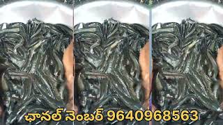 Murrel Fish Farming  koramenu Fish Farming  Murrel Fish For Sale  gk babu Fish Farming In Telugu [upl. by Ettenad687]