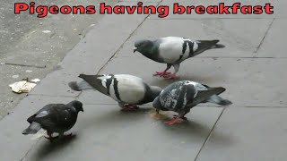 Pigeons eating something squashed and stuck to the ground [upl. by Noiz450]