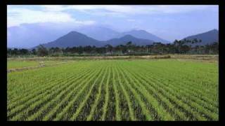 Ricegrowing timelapse112day growth cycle in 1 minute 10 seconds [upl. by Higley403]