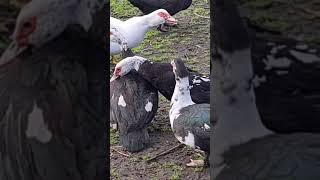 Muscovy Ducks Fighting [upl. by Niro590]