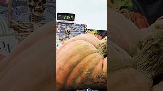 USA grew this vegetable weighing almost 1250 kg and by the way set a world record pumpkin [upl. by Einneb]