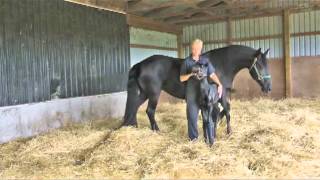 Witteveen Friesians Moikes first day of school [upl. by Stuppy]