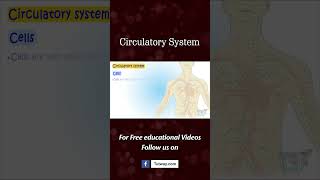 Circulatory System  Functions Parts amp Facts  Heart  Blood Composition  Cells  Science shorts [upl. by Stover]