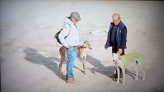 Campeonato de Galgos Copa Los PradosAlbacere Corredeto Damaso Cuartos de Final 14  1  2024 [upl. by Cirdet]