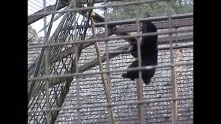 Siamang Gibbon Howling at Cotswold Wildlife Park [upl. by Anenahs]