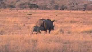 Lions stalk baby rhino [upl. by Berga]