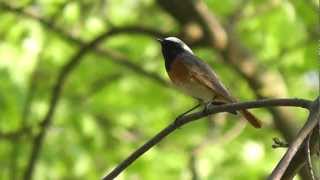 common redstart gekraagde roodstaart phoenicurus phoenicurus [upl. by Aisayn]