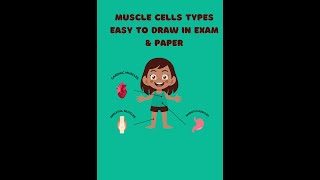 Muscle Cells TypesEasy to draw in exam and paper [upl. by Wenonah529]