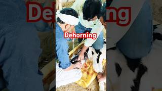 dehorning cow veternarian animallover animals [upl. by Zoara851]