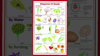 Dispersal of Seeds seeds dispersion biologyscience biology seed [upl. by Aeslehc]