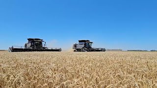 Damron Farms 2024 wheat harvest [upl. by Edyaw]