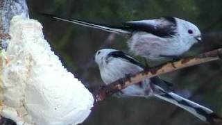 STJÄRTMES Longtailed Tit Aegithalos caudatus Klipp  154 [upl. by Codd]