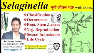 Selaginella complete life cycle pteridophyta pteridophytes bsc1stsemester bscbotany neet [upl. by Thorr]