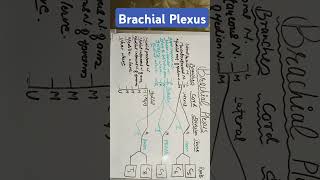 Brachial Plexus [upl. by Aihsenad]