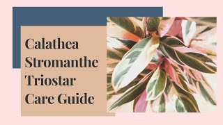 Calathea Stromanthe Triostar Care Guide And Propagation [upl. by Laine]