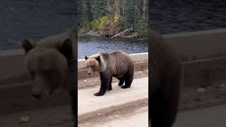 Grisly Surprise Bear Lunges Towards Visitors in British Columbias Babine River Corridor Park [upl. by Solorac]