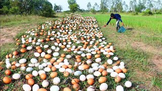 oh wow wow Pick a lot of eggs on the grass handpicked by the best fishermen [upl. by Medorra624]