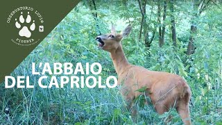 Abbaio del Capriolo [upl. by Yssor]