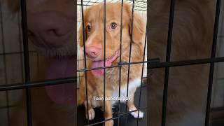 Стич и путовый сустав 🐮 puppy toller funnyanimals собака funnydogs cutepets eatingsounds [upl. by Weinstock644]