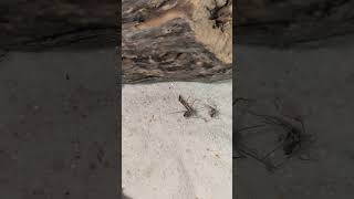 Namibian recluse food wars spiders loxosceles [upl. by Benji]